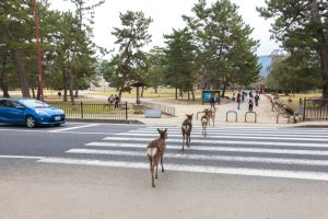 Nara, Japon - 30 mars