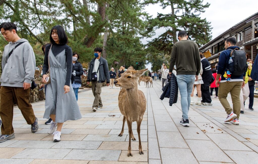 Osaka et Nara